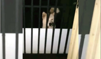 わかるかな?この画像にはご飯を待つ2匹の犬が写っています!あなたは2匹目の犬の姿が見えますか?意図せず忍者のように姿を消すワンコのおもしろ映像