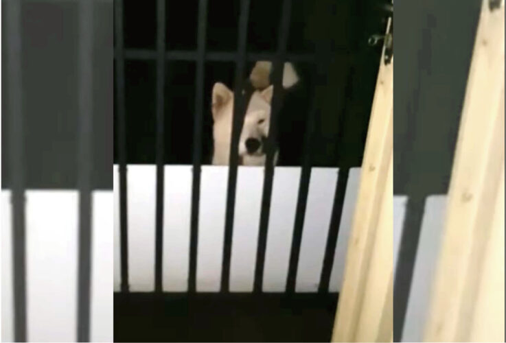 わかるかな？この画像にはご飯を待つ2匹の犬が写っています！あなたは2匹目の犬の姿が見えますか？意図せず忍者のように姿を消すワンコのおもしろ映像