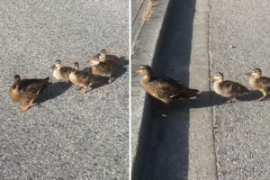 カモ親子の引越しは世界共通！？お母さんカモに一生懸命付いていく子供たちの姿がたまりません！