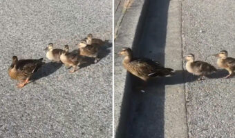 カモ親子の引越しは世界共通!?お母さんカモに一生懸命付いていく子供たちの姿がたまりません!