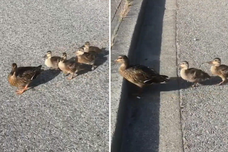カモ親子の引越しは世界共通！？お母さんカモに一生懸命付いていく子供たちの姿がたまりません！