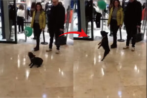 ショッピングモール内でヘディングをする子の姿が！それはもらった風船で楽しく遊ぶフレンチブルドッグです！！