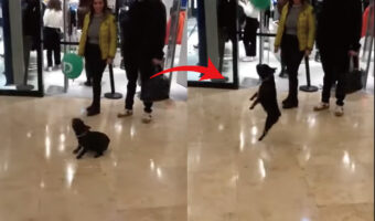 ショッピングモール内でヘディングをする子の姿が！それはもらった風船で楽しく遊ぶフレンチブルドッグです！！