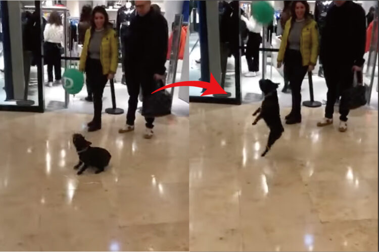 ショッピングモール内でヘディングをする子の姿が！それはもらった風船で楽しく遊ぶフレンチブルドッグです！！