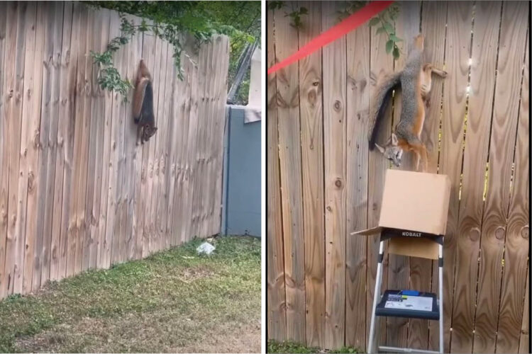 大変！木製フェンスの隙間にキツネの足が挟まっちゃってる！そこで近所の人達によるキツネの救助活動開始しました！！