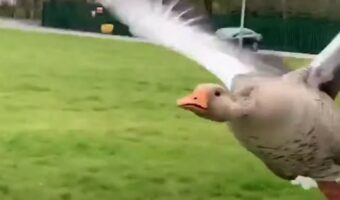 何か悪いことでもした！？自転車で出勤中にものすごい勢いで襲いかかってきた動物が！！それはなんと・・ガチョウ！？