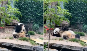 愛くるしいパンダの姿がたまらない!オーストラリアの動物園で撮影されたジャイアントパンダの動画が可愛すぎ!