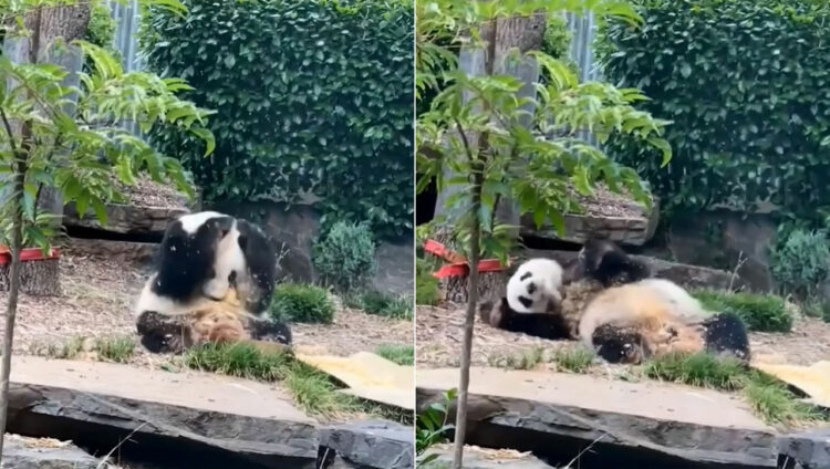 愛くるしいパンダの姿がたまらない！オーストラリアの動物園で撮影されたジャイアントパンダの動画が可愛すぎ！