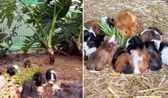 中古住宅には予想外の先住者が！まるでリアル「モルカー」！たくさんのモルモットが暮らすお宅とは！？