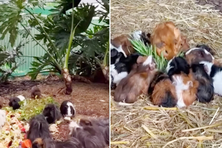 中古住宅には予想外の先住者が！まるでリアル「モルカー」！たくさんのモルモットが暮らすお宅とは！？