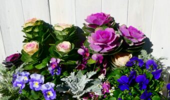 葉牡丹の花言葉は?なんだか野菜のような外見だけど・・、花なの??