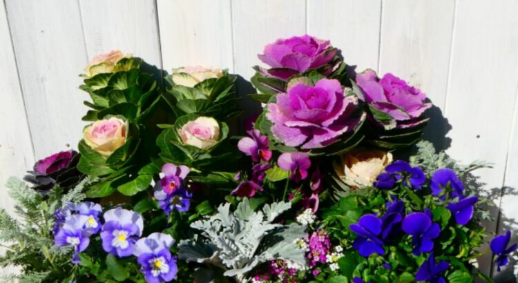 葉牡丹の花言葉は？なんだか野菜のような外見だけど・・、花なの？？