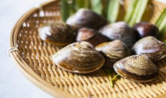 美味しい貝の「ハマグリ」その旬はいつ?砂抜きは必要?冷凍で保存できる?