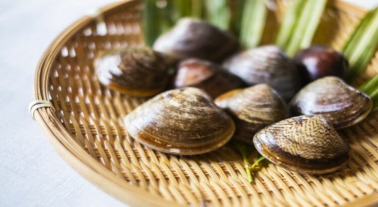 美味しい貝の「ハマグリ」その旬はいつ？砂抜きは必要？冷凍で保存できる？