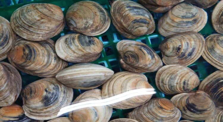 貝の「ハマグリ」の漢字表記は？名前の由来は？