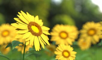 ひまわりの花言葉は・・・ちょっと重い気もするけどとってもポジティブ!!