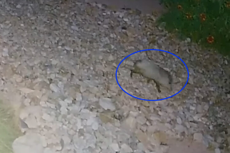 庭に誰かがやってきたと思って見てみると・・、そこには驚きの姿が！！なんとヘソイノシシの群れの姿があったのです！！