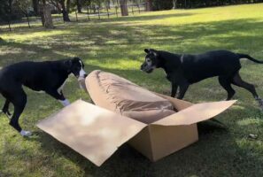 グレート・デーンたちは新しいベッドに大喜び！箱から取り出すと・・激しい奪い合いが勃発！？