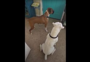 ドアの前でソワソワ。愛犬たちが落ち着かない様子で待っていたのは・・【海外・動画】