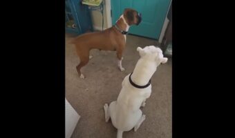 ドアの前でソワソワ。愛犬たちが落ち着かない様子で待っていたのは・・【海外・動画】