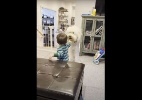 子犬は子守りがお上手！？おいかけっこをする赤ちゃんは満面の笑顔を浮かべています！！【海外・動画】