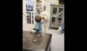 子犬は子守りがお上手！？おいかけっこをする赤ちゃんは満面の笑顔を浮かべています！！【海外・動画】