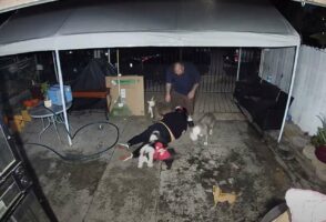 犬好きにはたまらない！？走り始めた途端に激しく転倒した飼い主さんを、愛犬たちが囲んだり乗っかっていき・・！！