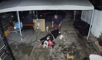 犬好きにはたまらない！？走り始めた途端に激しく転倒した飼い主さんを、愛犬たちが囲んだり乗っかっていき・・！！