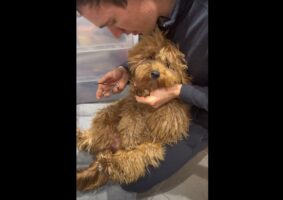 「爪は切らせないワン！」爪切りを頑なに拒むゴールデンドゥードルと飼い主さんの攻防。しがみつく姿は愛らしいのですが・・