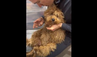 「爪は切らせないワン！」爪切りを頑なに拒むゴールデンドゥードルと飼い主さんの攻防。しがみつく姿は愛らしいのですが・・