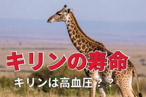 キリンは高血圧だから寿命が短い？意外と知らないキリンの寿命とは