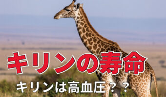 キリンは高血圧だから寿命が短い?意外と知らないキリンの寿命とは