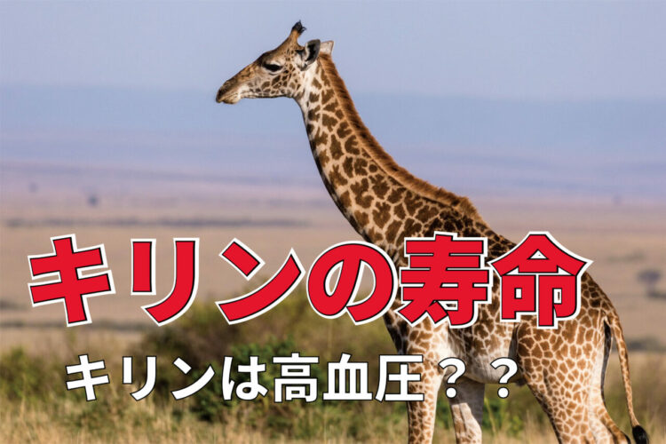 キリンは高血圧だから寿命が短い？意外と知らないキリンの寿命とは