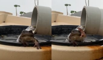 「気持ちいいからおいでよ~」水浴びをしているカエルの手招きするような仕草が面白い(笑)