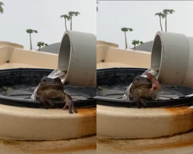 「気持ちいいからおいでよ～」水浴びをしているカエルの手招きするような仕草が面白い（笑）