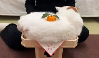 鏡餅に変身して新年をお祝いする猫が話題に！「触れたら幸せになれそうです」「みかんが埋まるお鏡、ありがたすぎます」