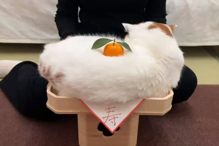 鏡餅に変身して新年をお祝いする猫が話題に！「触れたら幸せになれそうです」「みかんが埋まるお鏡、ありがたすぎます」