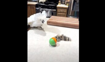 プレゼントしてもらったオモチャを気に入ったオウム。ところがオモチャの電源を入れたところ・・