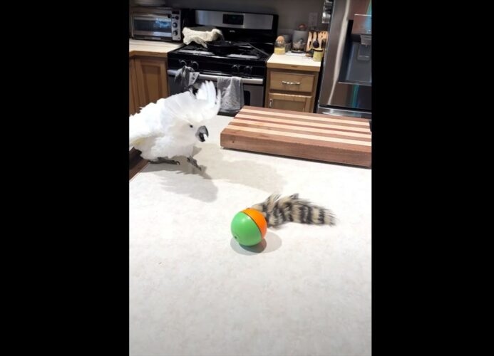 プレゼントしてもらったオモチャを気に入ったオウム。ところがオモチャの電源を入れたところ・・