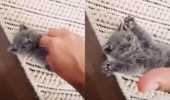 【一昔前に流行った動画】こちょこちょ→バアァ、この一連の流れが可愛すぎるネコちゃん動画はやっぱりいつ見ても可愛かった！