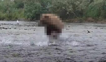 川に入り走る巨体！産卵のために遡上してきた鮭を捕まえようと俊敏な動きを見せるのは、あの『猛獣』でした！！