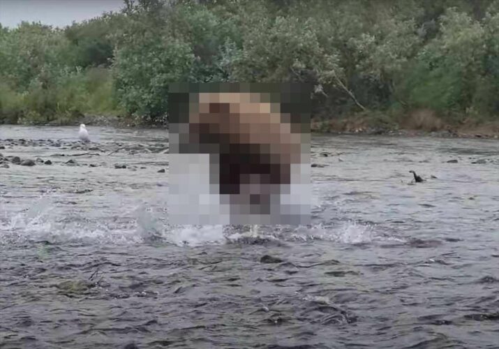 川に入り走る巨体！産卵のために遡上してきた鮭を捕まえようと俊敏な動きを見せるのは、あの『猛獣』でした！！