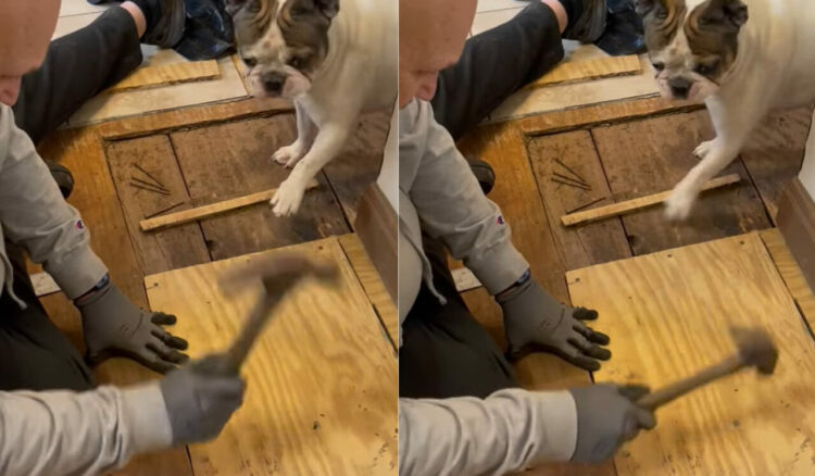 パパさんのお手伝いをしているつもりなのかな？フレンチブルドックは、釘を打つ仕草を真似るかのような動きを見せています！！【アメリカ・動画】