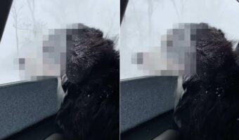 寒くないの?ドライブ中に吹雪で立ち往生!!その間、窓を開けていたら・・愛犬のバーニーズ・マウンテン・ドッグが大変なことに!!