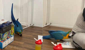 かまってもらいたかったのかな?コンゴウインコは、ベビーフェンスから降りると背を向けて作業中のパパさんに向けていたずらを仕掛けました!!