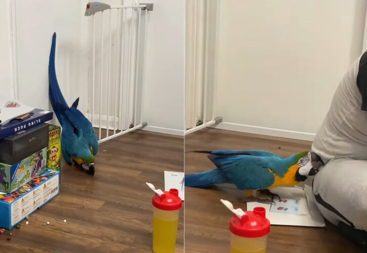 かまってもらいたかったのかな？コンゴウインコは、ベビーフェンスから降りると背を向けて作業中のパパさんに向けていたずらを仕掛けました！！