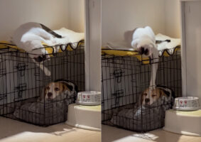 あとちょっとがとっても遠い・・。ケージの中にいる愛犬におててを伸ばしてちょっかいをかけようとする子猫ですが、ほんの少し届いていません！！