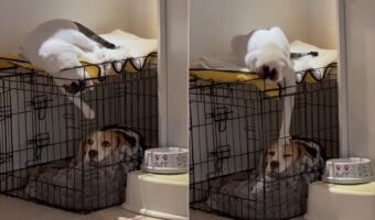 あとちょっとがとっても遠い・・。ケージの中にいる愛犬におててを伸ばしてちょっかいをかけようとする子猫ですが、ほんの少し届いていません!!