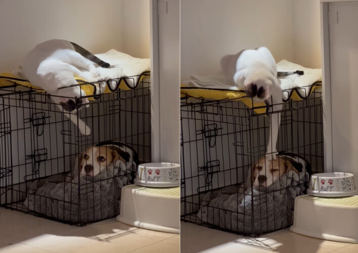 あとちょっとがとっても遠い・・。ケージの中にいる愛犬におててを伸ばしてちょっかいをかけようとする子猫ですが、ほんの少し届いていません！！