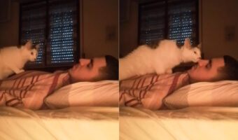 愛猫に起こされる朝というと響きがいいけれど、この起こされ方は・・ちょっと辛そう!!【海外・動画】
